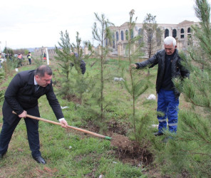 Goranboy  şəhərində,  "Yaşıl dünya naminə həmrəylik ili" çərçivəsində, növbəti ağacəkmə aksiyası həyata keçirildi.