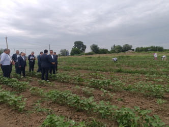 Goranboyda pambıqçılığın inkişafı diqqət mərkəzindədir