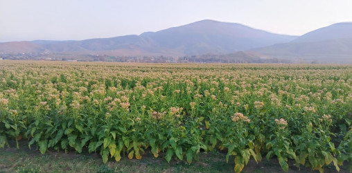 Goranboyda cari məhsul üçün tütün yığımında yüksək nəticə gözlənilir