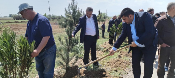 Goranboyda,  “Yaşıl dünya naminə həmrəylik ili” ilə bağlı, rayon İcra Hakimiyyətinin  Tədbirlər Planına uyğun olaraq, növbəti ağacəkmə aksiyası  təşkil olundu.