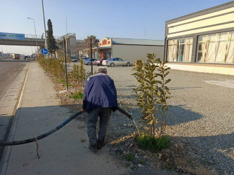 Goranboyda yeni salınmış yaşıllıq zolaqlarına aqrotexniki qulluq işləri davam etdirilir