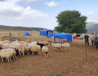 Goranboyda İcra Başçısı və deputat Gülüstan yaylağına köç etmiş qoyunçuluq təsərrüfatlarında oldular
