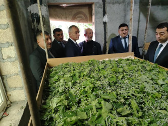 Goranboyda baramaçılığın inkişafı diqqətdə saxlanılır