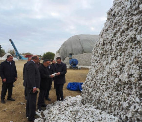 Goranboyda cari məhsul ili üçün pambıq yığımı uğurla aparılır