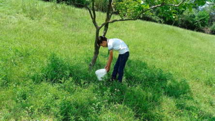 "Yaşıl dünya naminə həmrəylik ili" ilə bağlı Səfikürd kənd tam orta məktəbində tədbir keçirildi