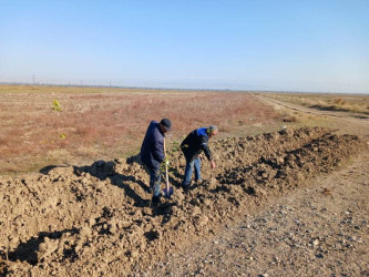 Goranboyda,   "Yaşıl dünya naminə həmrəylik ili" ilə bağlı, yeni yaşıllıq zolaqlarının salınması və mövcud infrastrukturun genişləndirilməsi işləri davam etdirilir.