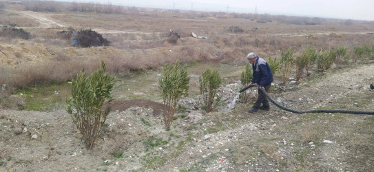 Goranboyda, "Yaşıl dünya naminə həmrəylik ili" ilə bağlı, yeni salınmış yaşıllıq zolaqlarına aqrotexniki qulluq işləri davam etdirilir.