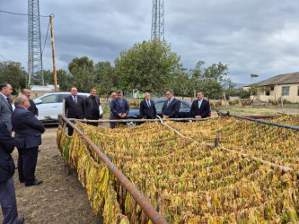 Goranboyda cari məhsul ili üçün tütünün tədarükü aparılır