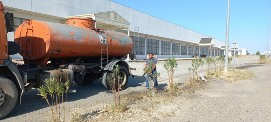 Goranboyda yeni salınmış yaşıllıq zolaqlarına aqrotexniki qulluq işləri davam etdirilir