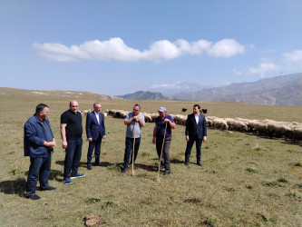 Goranboyda İcra Başçısı Kəpəz yaylağına köç etmiş qoyunçuluq təsərrüfatlarında oldu