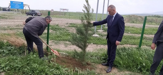 Goranboyda "Konstitusiya və Suverenlik ili" ilə bağlı,  ağacəkmə aksiya keçirildi