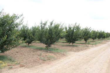 Goranboyda aqrar sahənin inkişafı istiqamətində görülən işlərlə tanışlıq davam edir