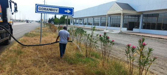 Goranboyda yeni salınmış yaşıllıq zolaqlarına aqrotexniki qulluğun göstərilməsi işləri davam etdirilir