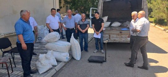Goranboyda yaş barama tədarükü uğurla davam edir