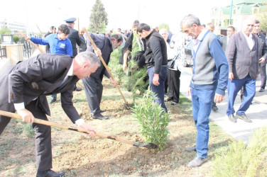 Goranboyda, “27 sentyabr – Anım Günü” ilə bağlı ağacəkmə aksiyası keçirildi.