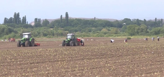 Goranboyda aqrar sektorun aparıcı sahələrindən biri olan tütünçülük inkişaf etdirilir