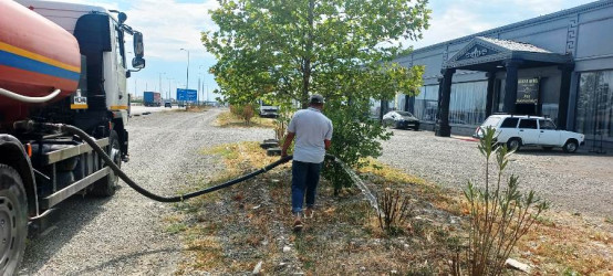 Goranboyda yeni salınmış yaşıllıq zolaqlarına aqrotexniki qulluğun göstərilməsi işləri davam etdirilir