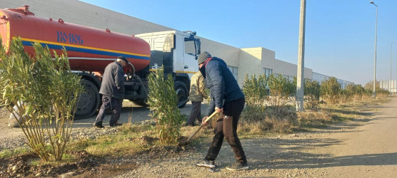 Goranboyda, "Yaşıl dünya naminə həmrəylik ili" ilə bağlı, yeni əkilmiş ağac və kolların suvarılması və aqrotexniki  işləri davam etdirilir