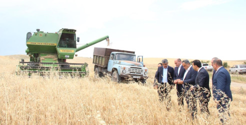 Goranboyun dağ kəndlərində taxıl biçini davam etdirilir