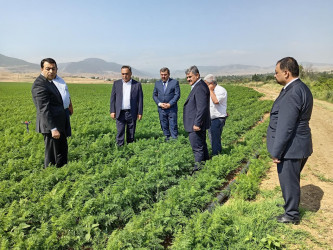 Goranboyda yerkökü sahələrindən yüksək məhsul gözlənilir