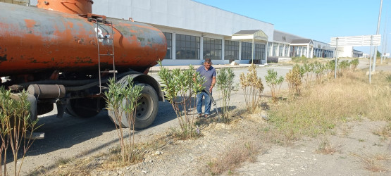 Goranboyda yeni salınmış yaşıllıq zolaqlarına aqrotexniki qulluq işləri davam etdirilir