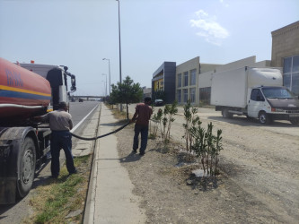 Goranboyda yolkənarı ərazilərin məişət tullantılarından təmizlənməsi işləri aparıldı, ağac və gül kolları suvarıldı
