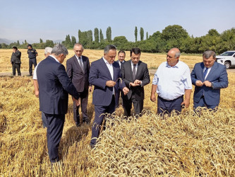 Goranboyda taxıl biçini  davam etdirilir