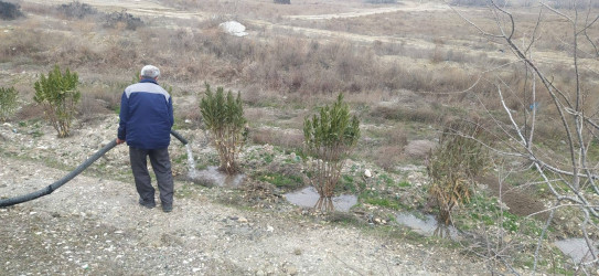 Goranboyda, "Yaşıl dünya naminə həmrəylik ili" ilə bağlı, yeni salınmış yaşıllıq zolaqlarına aqrotexniki qulluq işləri davam etdirilir.