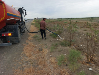 Goranboyda yol kənarında ağaclar suvarıldı, məişət tullantıları təmizləndi