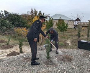 Goranboyda “08 noyabr –Zəfər Günü” ilə bağlı növbəti ağacəkmə aksiyası keçirildi