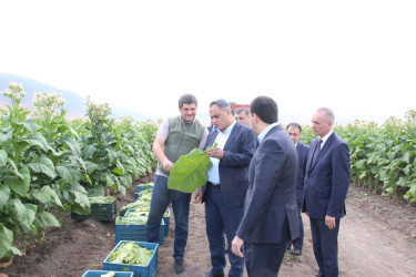 Goranboyda cari məhsul üçün tütün yığımına başlanılmışdır