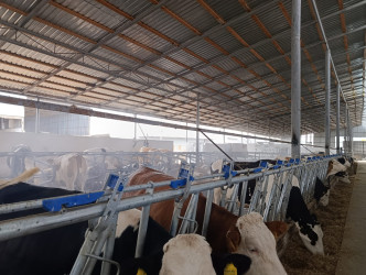 Goranboyda növbəti heyvandarlıq təsərrüfatına baxış keçirildi