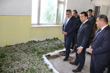 Goranboyda baramaçılığın  inkişafı diqqət mərkəzindədir