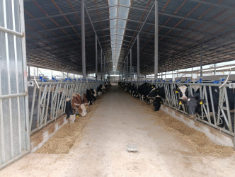 Goranboyda növbəti heyvandarlıq təsərrüfatına baxış keçirildi