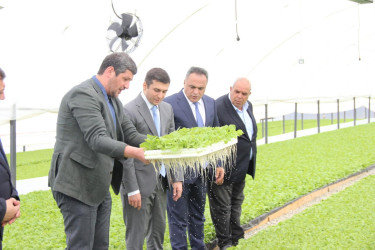 Goranboyda tütünçülüyün inkişafına əlverişli şərait yaradılıb