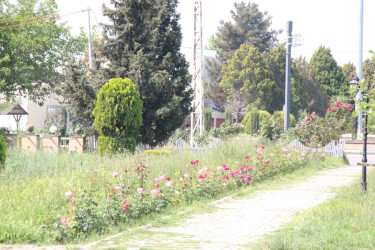 Gülə, çiçəyə bürünən Goranboy