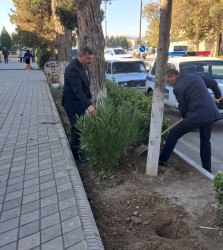 Goranboy  şəhərində,  "Yaşıl dünya naminə həmrəylik ili" çərçivəsində, növbəti ağacəkmə aksiyası həyata keçirildi.