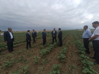 Goranboyda pambıqçılığın inkişafı diqqət mərkəzindədir