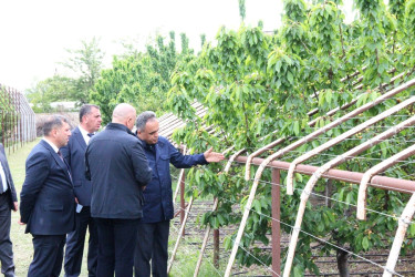 Goranboyda icra başçısı intensiv bağçılıq təsərrüfatına baxış keçirdi