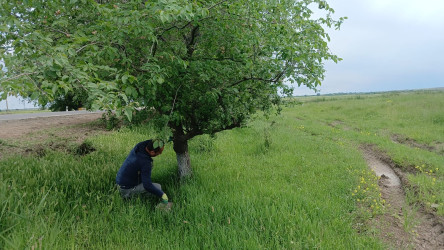 Goranboyda “Şəhərsalma və Memarlıq İli” və beynəlxalq velosiped yarışına hazırlıq işləri çərçivəsində ümumrayon iməcliyi davam etdirilir
