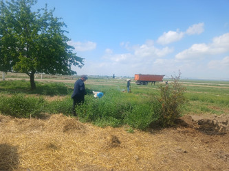 Goranboyda “Şəhərsalma və Memarlıq İli” və beynəlxalq velosiped yarışına hazırlıq işləri çərçivəsində ümumrayon iməcliyi davam etdirilir
