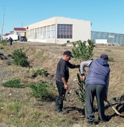 "Yaşıl dünya naminə həmrəylik ili" çərçivəsində, Goran qəsəbəsi ərazisində növbəti ağac əkini işləri həyata keçirildi.