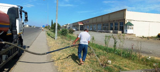Goranboyda yeni salınmış yaşıllıq zolaqlarına aqrotexniki qulluğun göstərilməsi işləri davam etdirilir