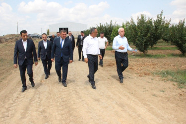 Goranboyda aqrar sahənin inkişafı istiqamətində görülən işlərlə tanışlıq davam edir