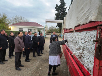 Goranboyda cari məhsul ili üçün pambıq yığımı uğurla aparılır