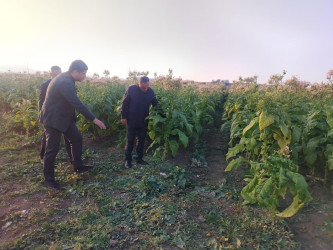 Goranboyda cari məhsul üçün tütün yığımında yüksək nəticə gözlənilir