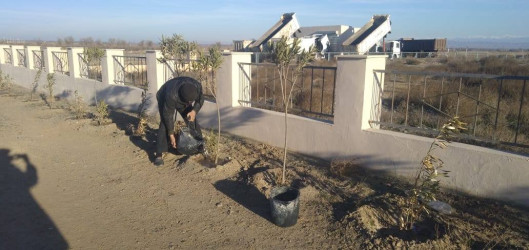 Goranboyda, "Yaşıl dünya naminə həmrəylik ili" ilə bağlı, yeni salınmış yaşıllıq zolaqlarına aqrotexniki qulluq işləri davam etdirilir.