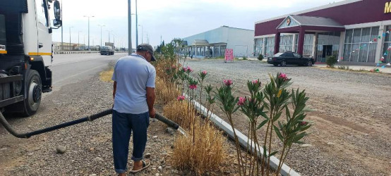 Goranboyda yeni salınmış yaşıllıq zolaqlarına aqrotexniki qulluğun göstərilməsi işləri davam etdirilir