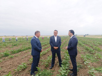 Goranboyda pambıqçılığın inkişafı diqqət mərkəzindədir