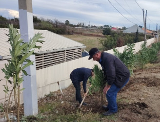 Goranboyda, "Yaşıl dünya naminə həmrəylik ili" çərçivəsində həyata keçirilən kütləvi ağacəkmə  aksiyasına  Borsunlu və Nadirkənd kəndlərinin sakinləri də fəal qoşuldular.